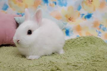 animal_image