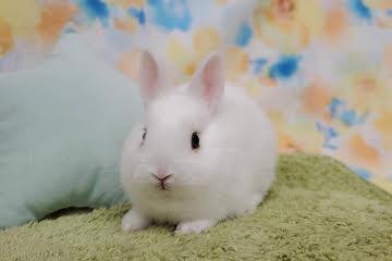 animal_image