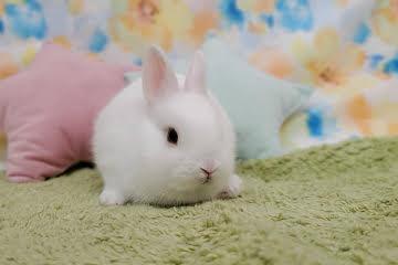 animal_image