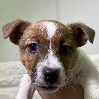 animal_image