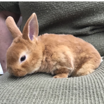 animal_image