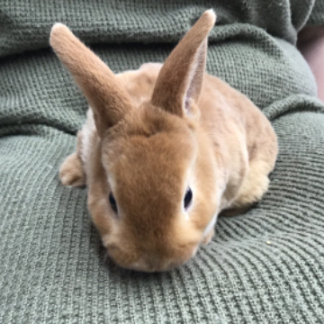animal_image