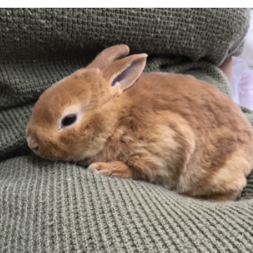 animal_image