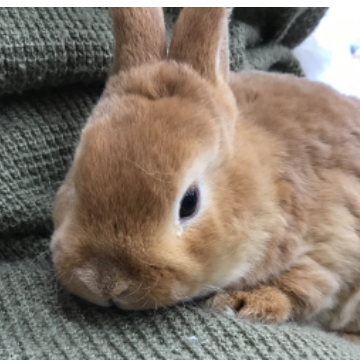 animal_image