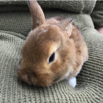 animal_image