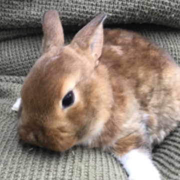 animal_image
