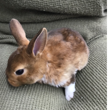 animal_image