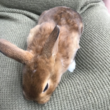 animal_image
