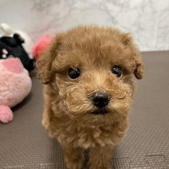 animal_image