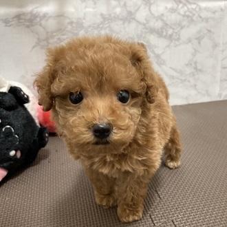 animal_image