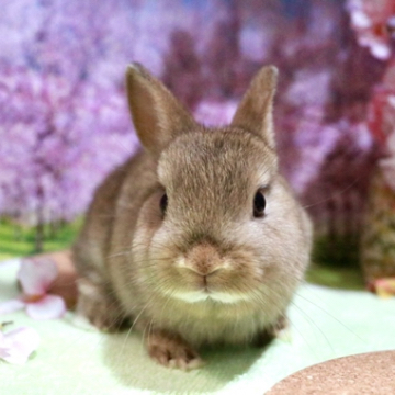 animal_image