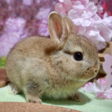 animal_image