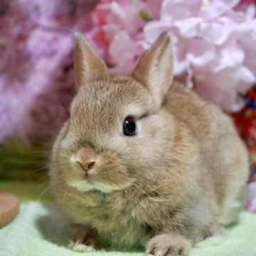 animal_image