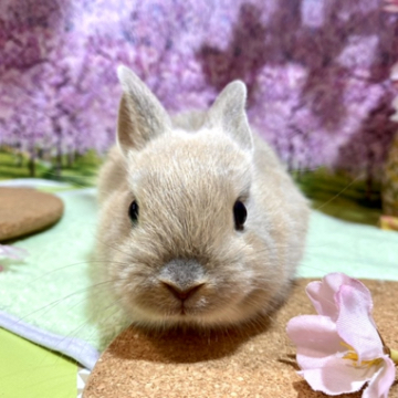 animal_image