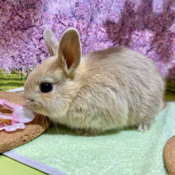 animal_image