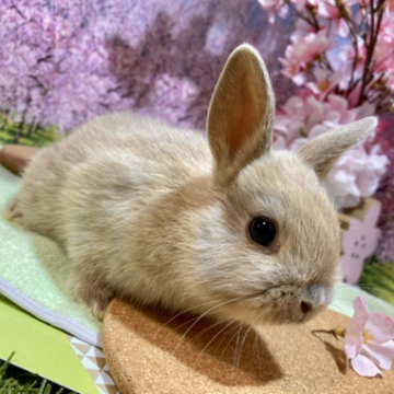 animal_image