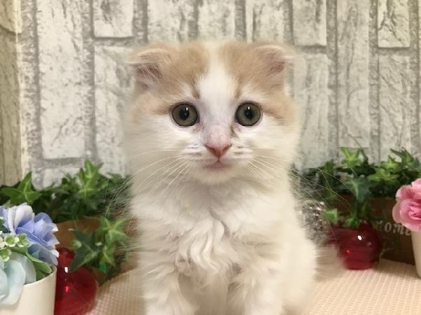 animal_image