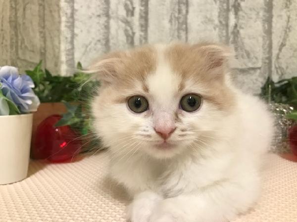 animal_image