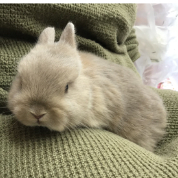 animal_image