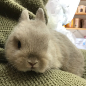 animal_image
