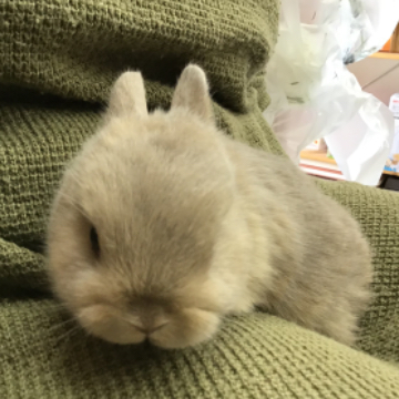 animal_image