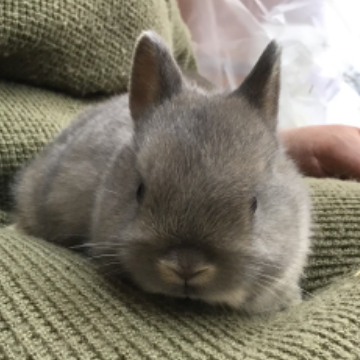 animal_image