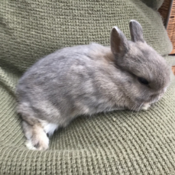 animal_image