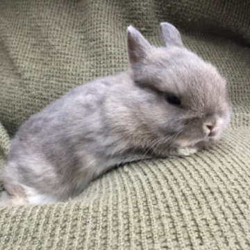 animal_image