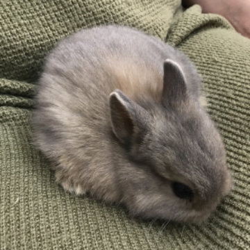 animal_image