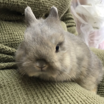 animal_image