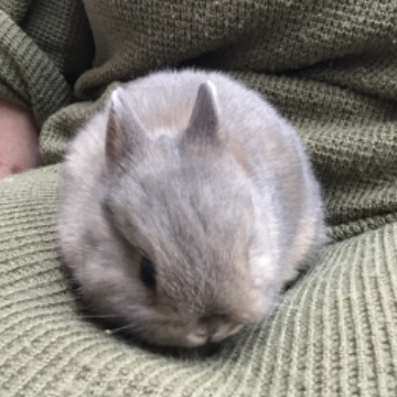 animal_image