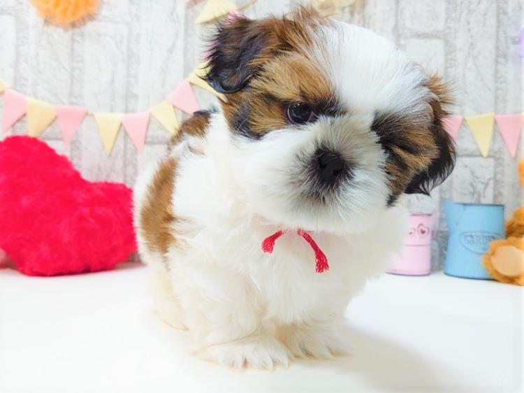animal_image