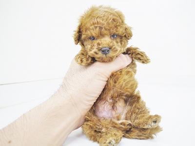 animal_image