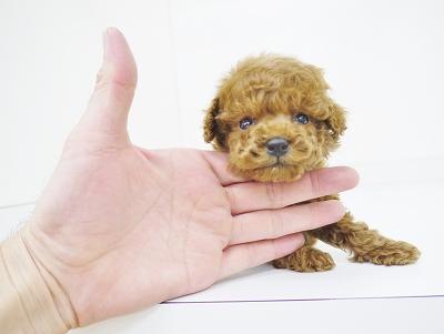 animal_image