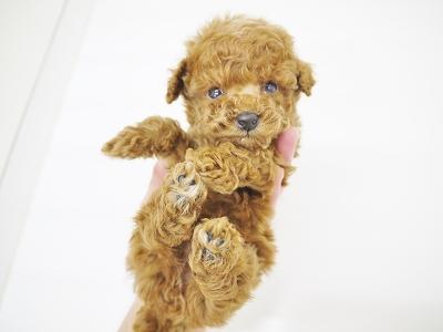 animal_image