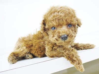 animal_image