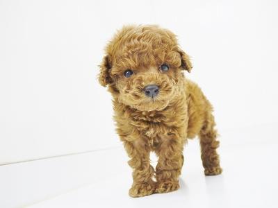 animal_image