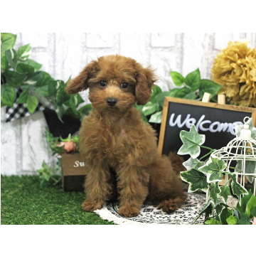 animal_image