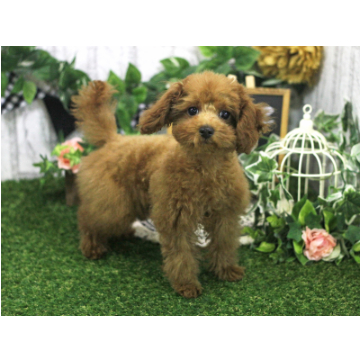 animal_image