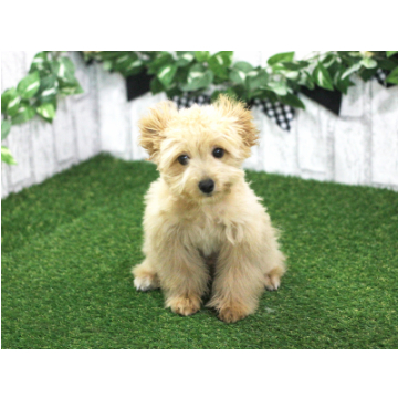 animal_image