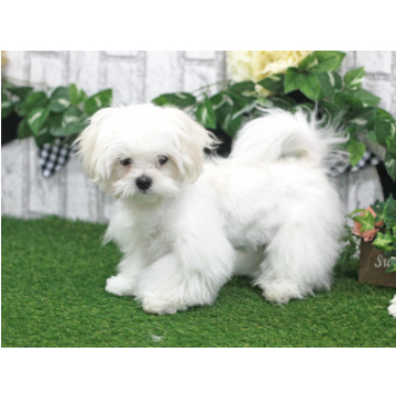 animal_image