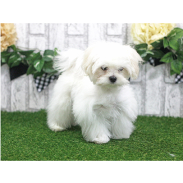 animal_image