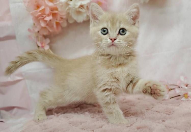 animal_image