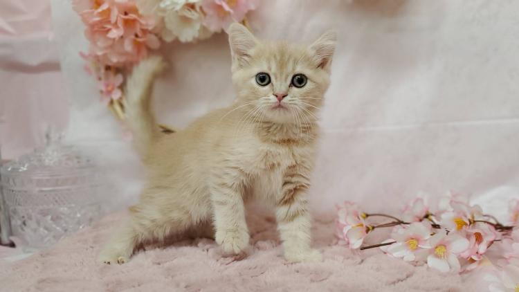 animal_image
