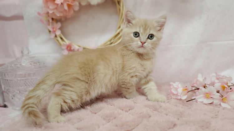 animal_image