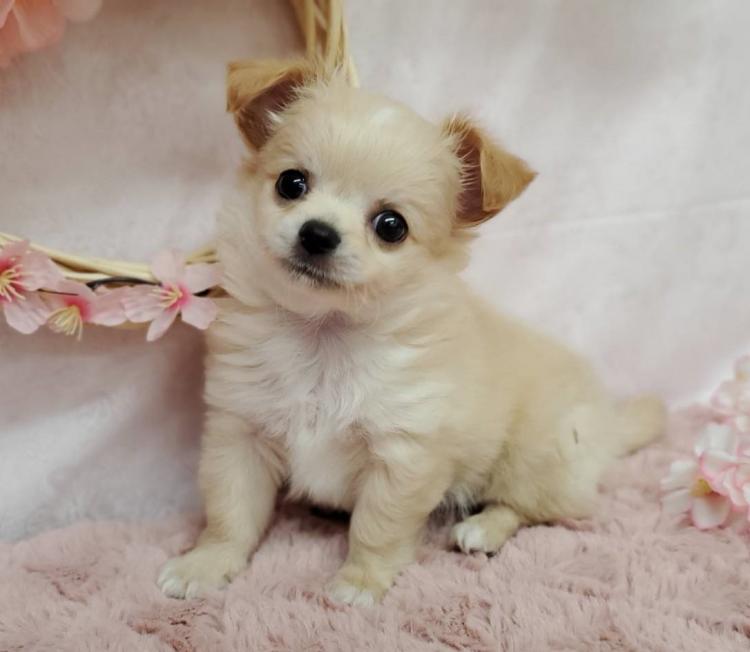 animal_image