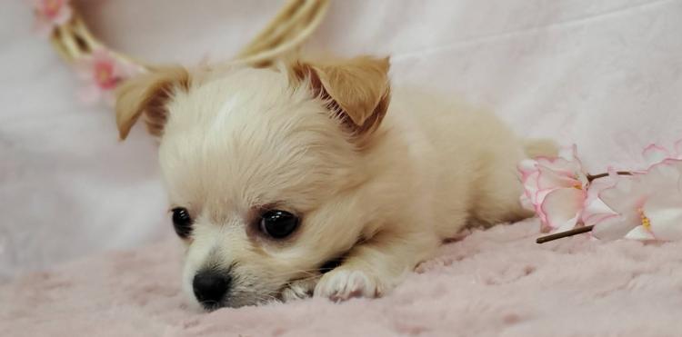 animal_image