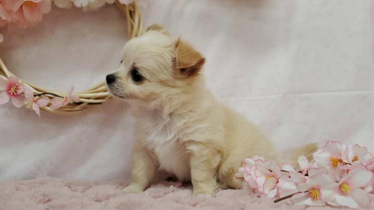 animal_image