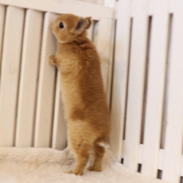 animal_image