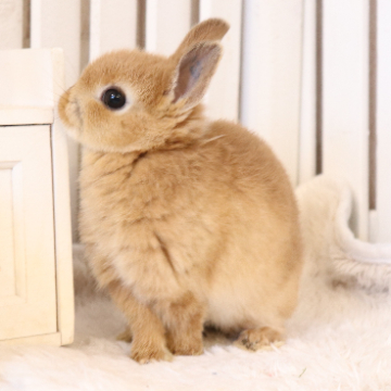 animal_image